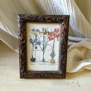 Vintage italian botanical print/frame